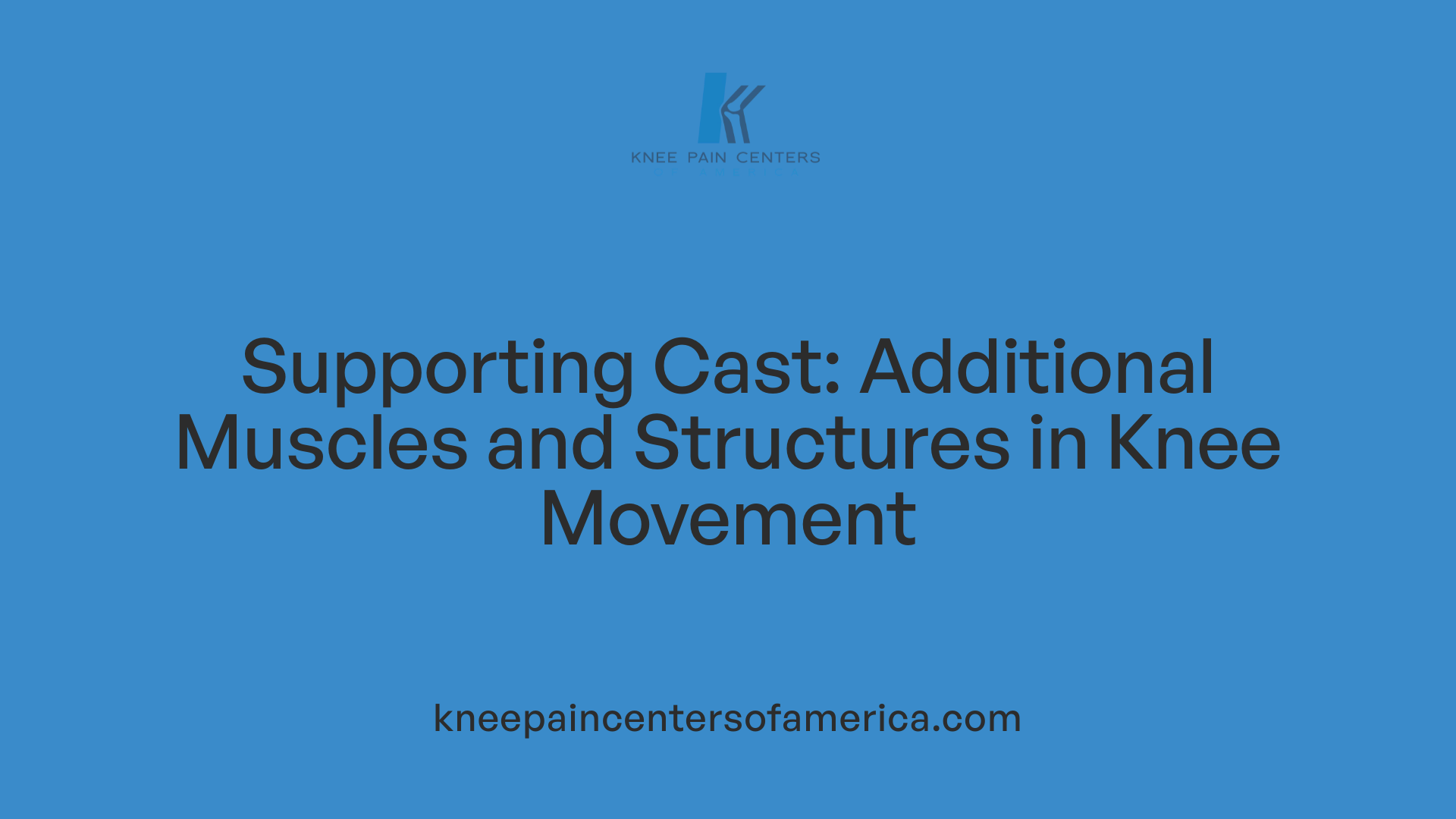 Supporting Cast: Additional Muscles and Structures in Knee Movement