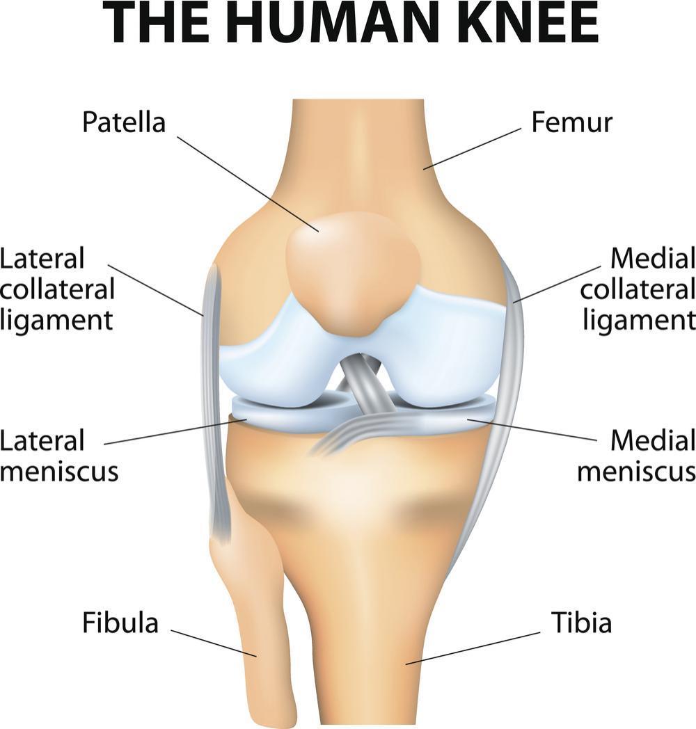 KNEE | Orthosports NZ