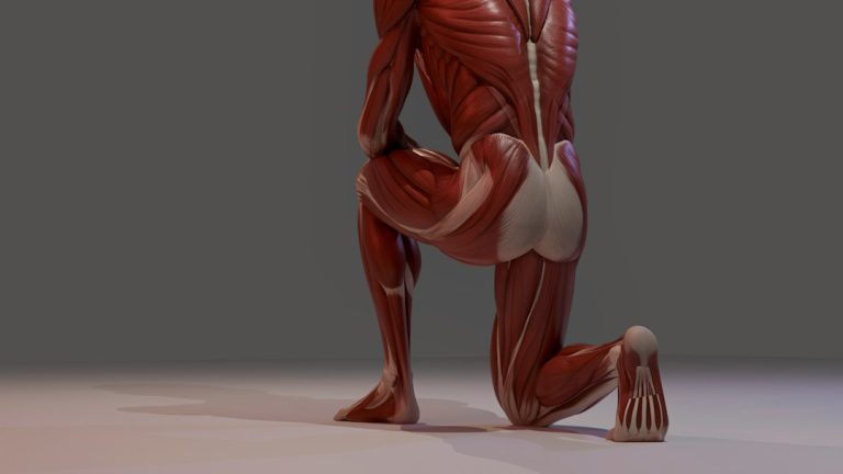 Knee anatomy model representing arthritis pain and reduced movement